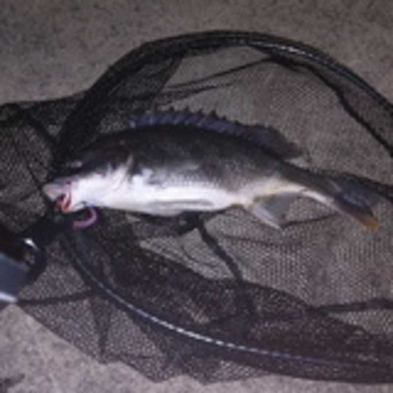 ★Landing Net Javelin III 600 + Net Joint (Great Value 2-Piece Set)★ — фото 19